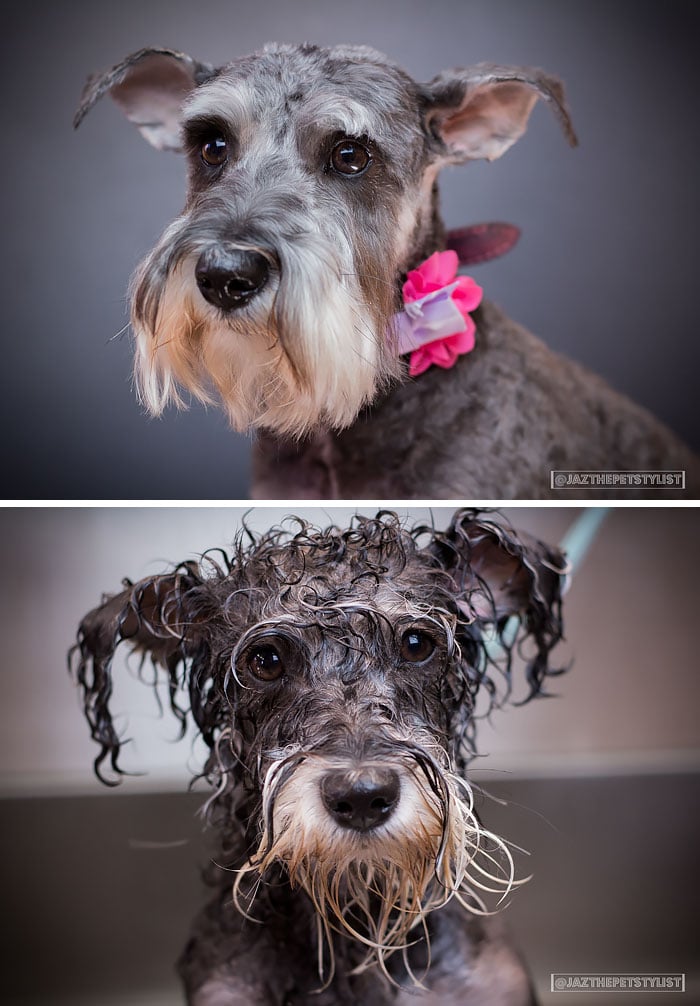 wet-dogs-before-after-bath-101-57a87e861667d__700