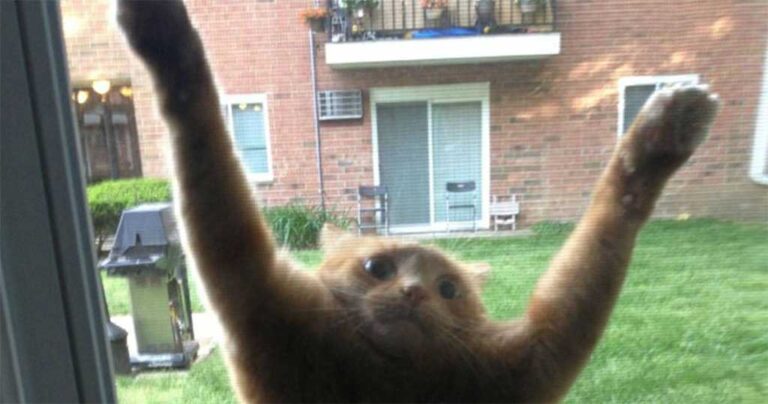 21 γάτες που δεν έχουν καταλάβει πόσο γελοίες φαίνονται.