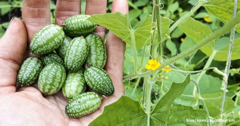 Εκεί που νομίζαμε πως τα έχουμε δει όλα εμφανίστηκε το αγγουροπεπόνι!