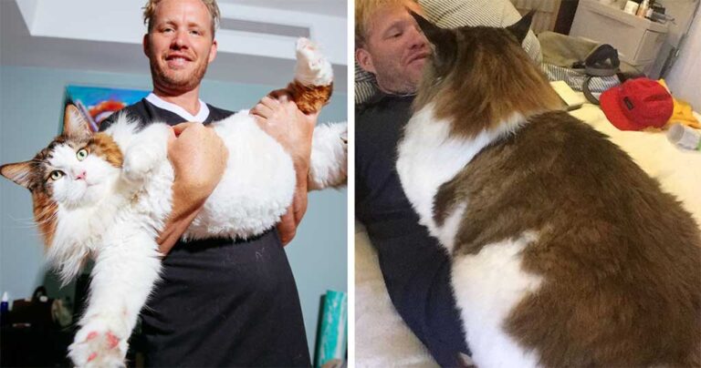 Η μεγαλύτερη γάτα της Νέας Υόρκης ζυγίζει 13 κιλά και είναι μεγαλύτερη από τις άλλες γάτες του είδους της.