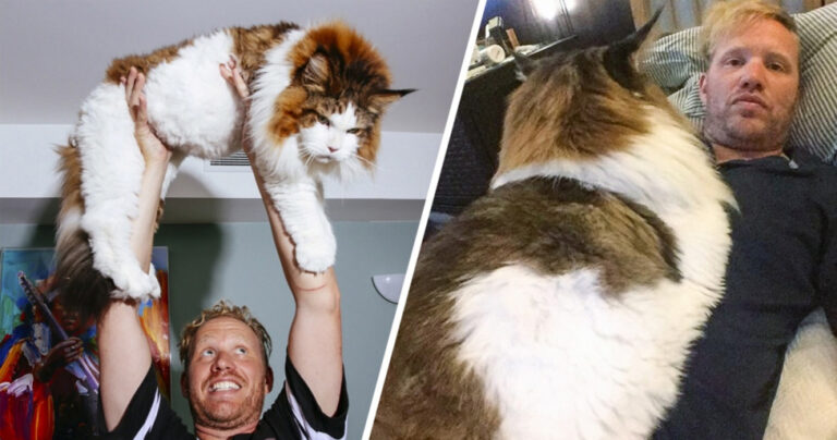 Γνωρίστε τον Σαμψών τον μεγαλύτερο και πιο γοητευτικό γάτο του κόσμου