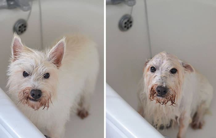 wet-dogs-before-after-bath-20-57a43991d2163__700