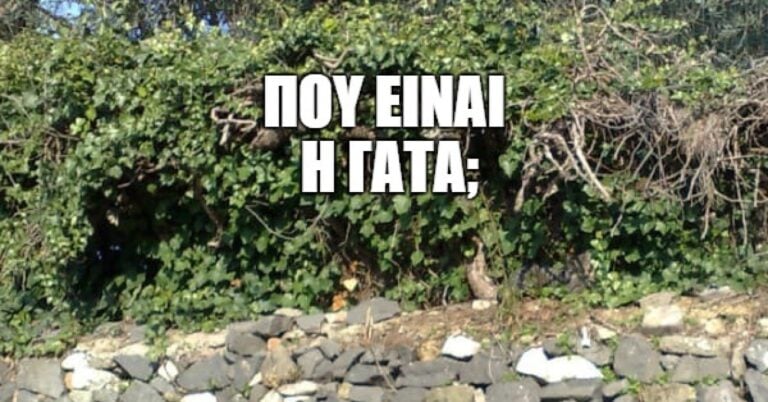 ΚΟΥΙΖ: Μπορείτε να βρείτε τα καμουφλαρισμένα ζωάκια σε αυτές τις 11 φωτογραφίες;