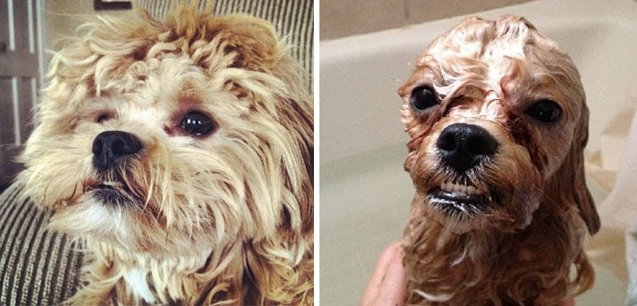 wet-dogs-before-after-bath-17-57a4398cd780a__700
