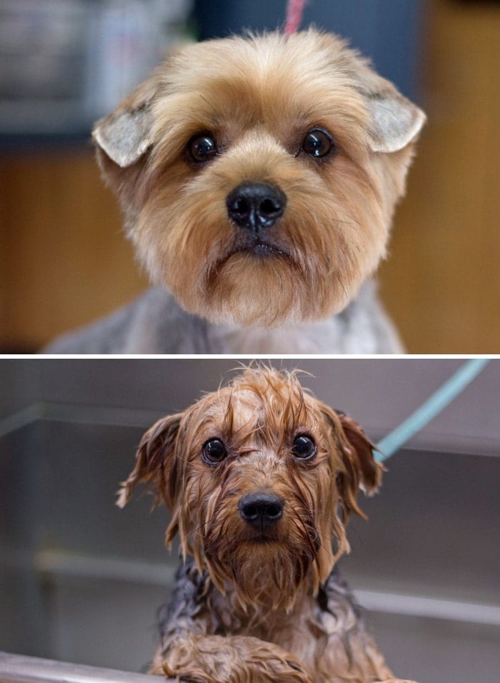 wet-dogs-before-after-bath-14-57a439864f0c2__700