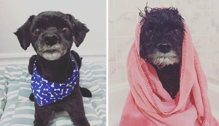 wet-dogs-before-after-bath-41-57a439c977ba8__700
