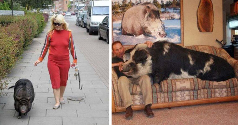 17 ζώα που δεν τα λες και συνηθισμένα κατοικίδια