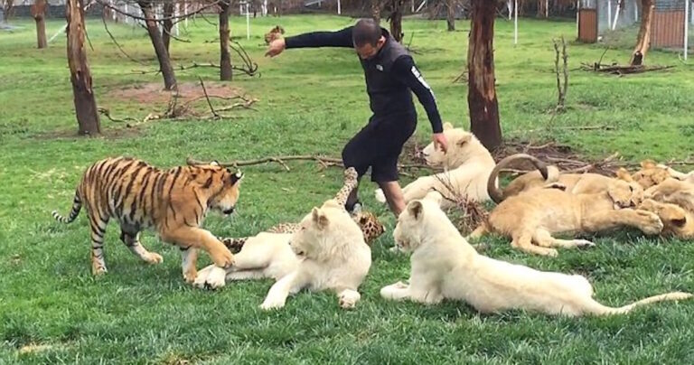 Η φοβερή στιγμή που μια τίγρης σώζει άνδρα από λεοπάρδαλη