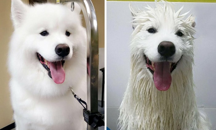 wet-dogs-before-after-bath-11-57a4398077bcb__700
