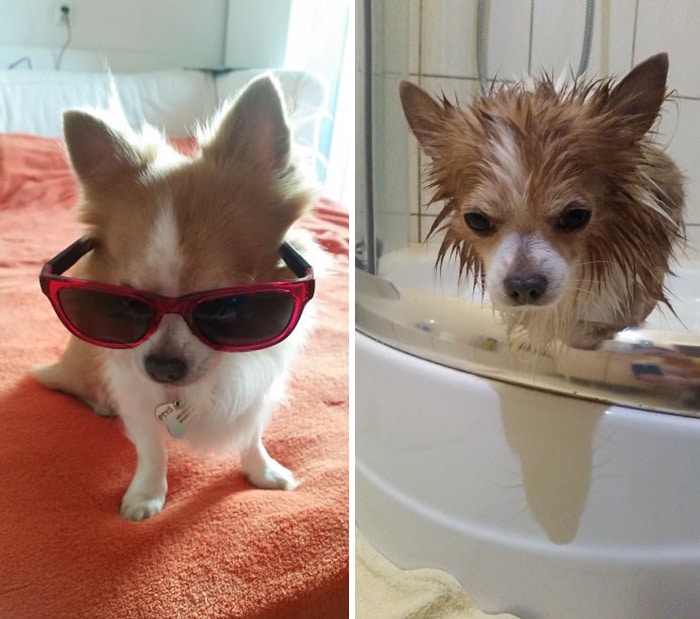 wet-dogs-before-after-bath-1-57a43969a4446__700