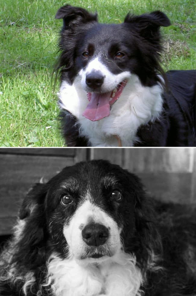 Dogs cats-first-last-16-risegr