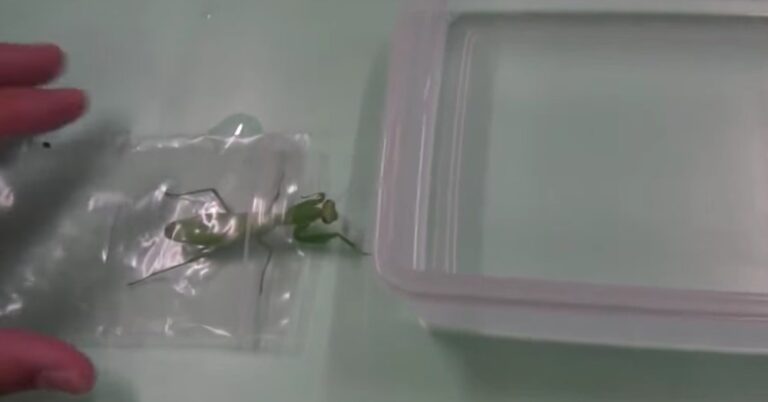 Κρατά ένα αλογάκι της Παναγίας στο νερό και δείχνει πως η φύση είναι τελικά σκληρή