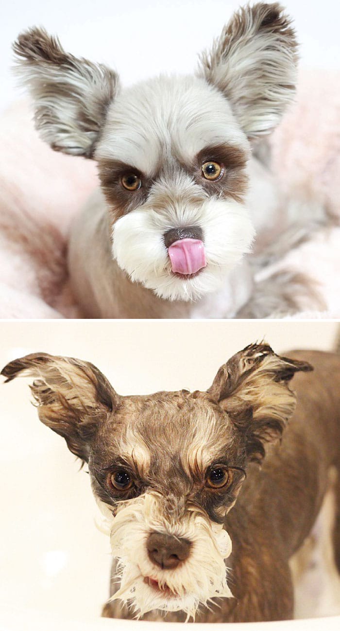 wet-dogs-before-after-bath-45-57a461c3e0c03__700
