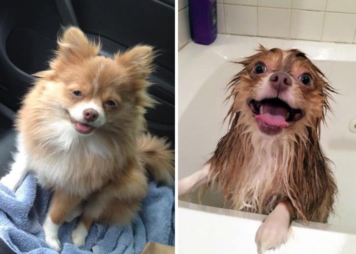 wet-dogs-before-after-bath-28-57a439a5988cb__700