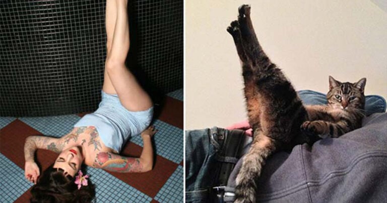 17 πόζες μοντέλων που οι γάτες πέτυχαν καλύτερα