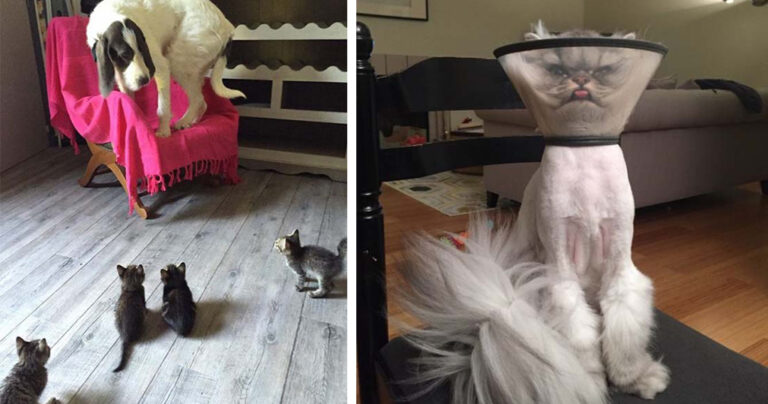 12 γάτες που κάνουν τα δικά τους και γι’ αυτό τις αγαπάμε!