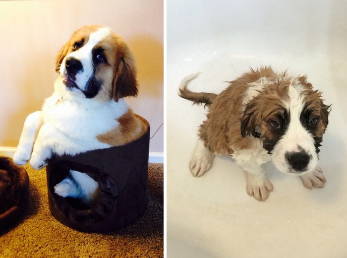 wet-dogs-before-after-bath-4-57a4396fd384c__700