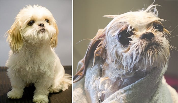 wet-dogs-before-after-bath-8-57a4397783245__700