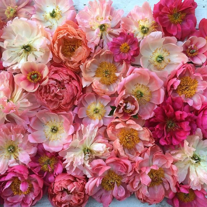 flower-farm-florist-instagram-floret-flower-erin-benzakein-2-57b430208cb09__700