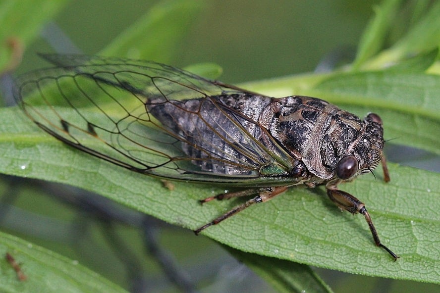 dog-day-cicada-3