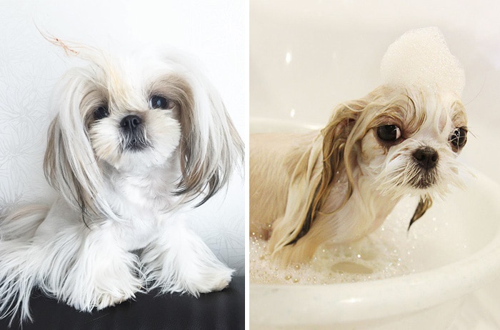 wet-dogs-before-after-bath-46-57a462abea9c2__700