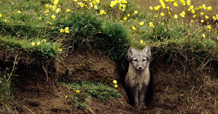 Οι Αρκτικές αλεπούδες «καλλιεργούν» τους δικούς τους κήπους για την επιβίωση τους.