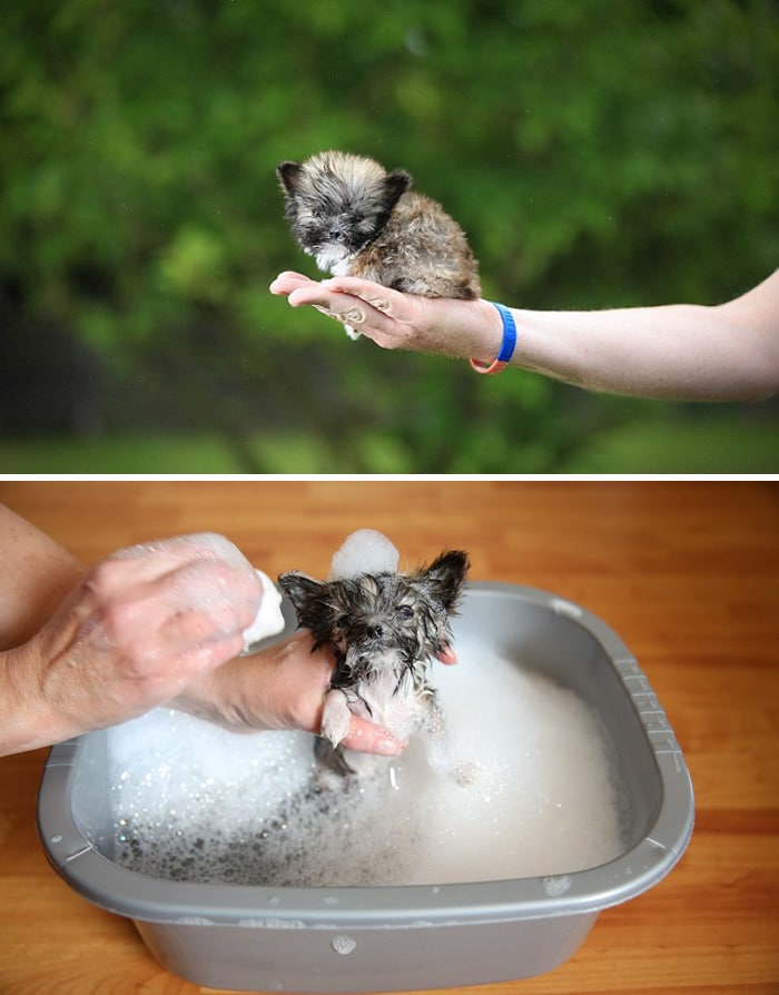 wet-dogs-before-after-bath-37-57a439bebc59f__700