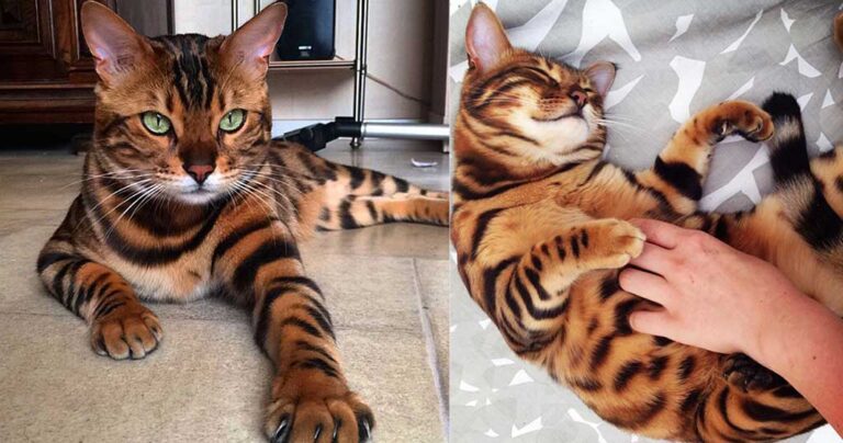 Ο Θωρ είναι η γάτα Βεγγάλης με το πιο όμορφο τρίχωμα στον κόσμο