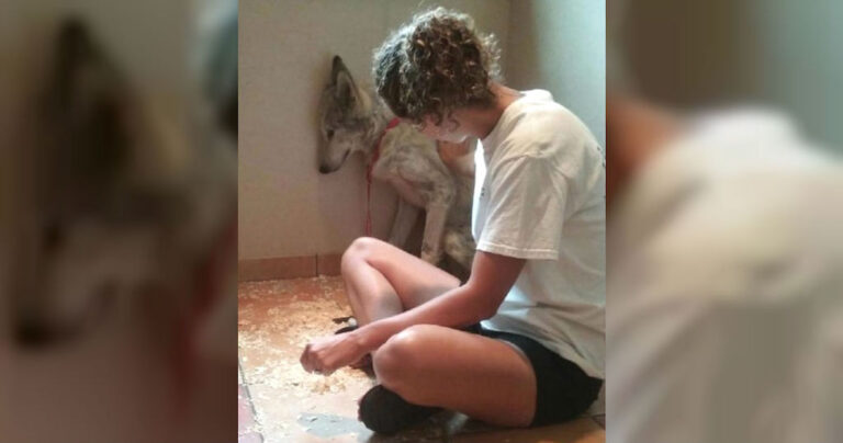 Μοναχικός λύκος βρίσκει επιτέλους ένα πραγματικό σπίτι και την αληθινή αγάπη