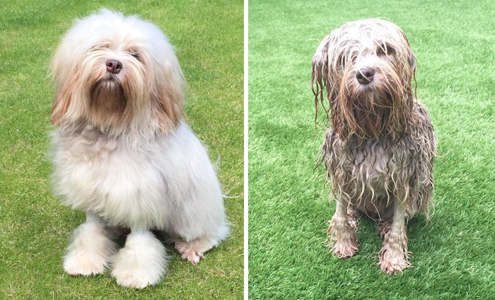 wet-dogs-before-after-bath-48-57a474961d27a__700