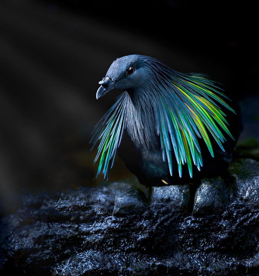 nicobar-pigeon-colorful-dodo-relative-9
