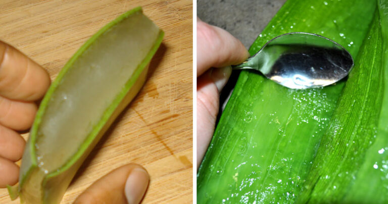 Πως να συλλέξετε μόνοι σας την φρέσκια αλόη σε μορφή τζελ.
