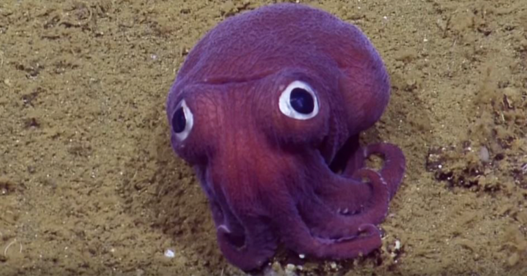 Οι επιστήμονες εντόπισαν ένα σπάνιο είδος καλαμαριού που έχει γουρλωμένα μάτια.