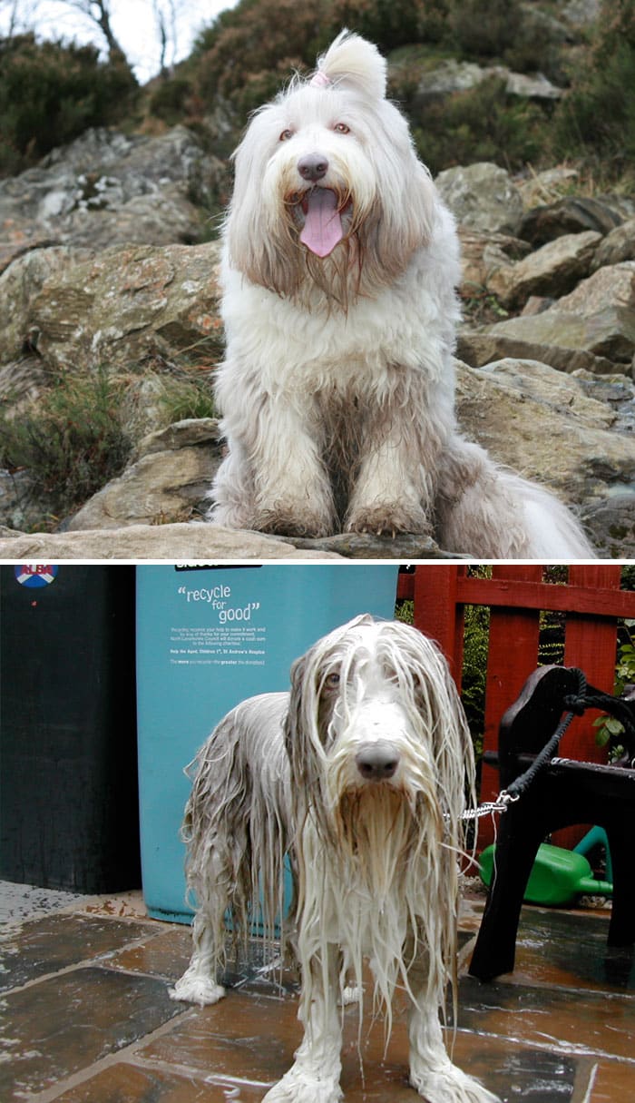 wet-dogs-before-after-bath-12-57a4398261d86__700