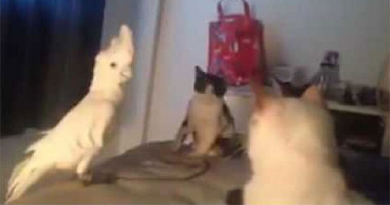 Παπαγάλος νομίζει ότι είναι μέλος της συμμορίας των γατών