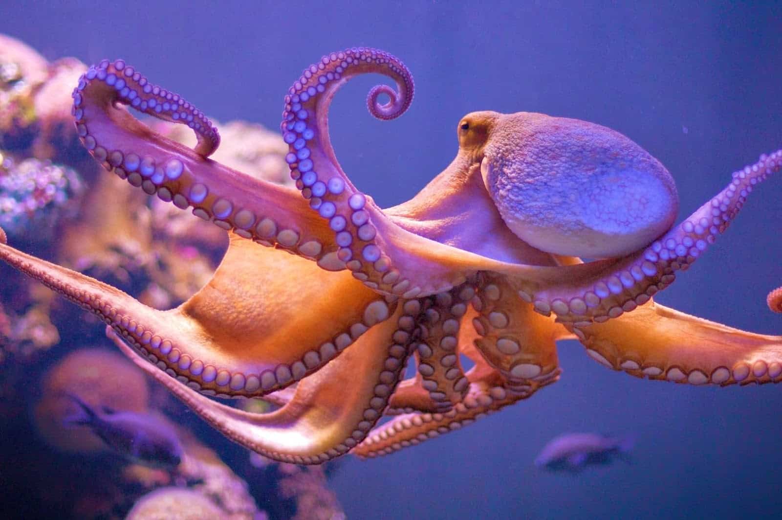 amazing-octopus-wide-hd-wallpaper-for-desktop-background-free