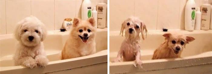 wet-dogs-before-after-bath-26-57a439a158567__700