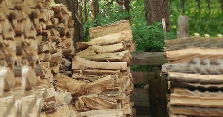 Μπορείτε να εντοπίσετε την γάτα στη συγκεκριμένη φωτογραφία;