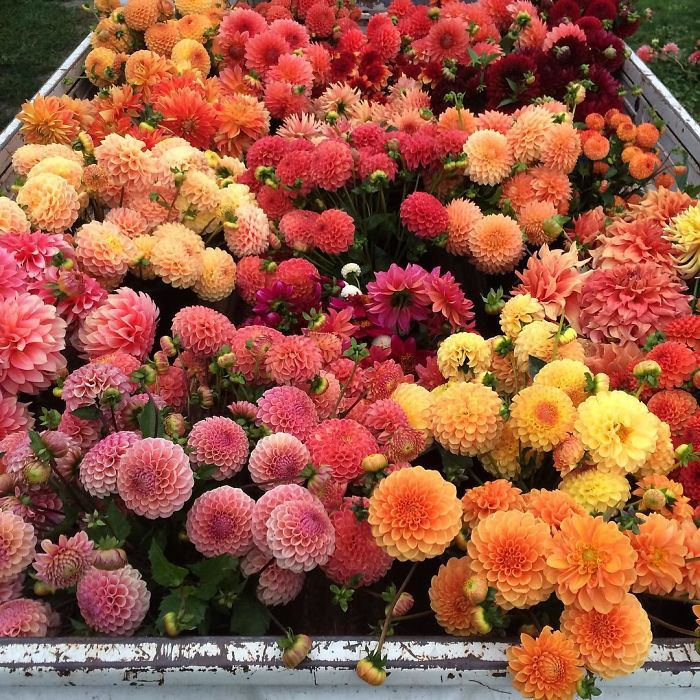 flower-farm-florist-instagram-floret-flower-erin-benzakein-24-57b43064a019f__700