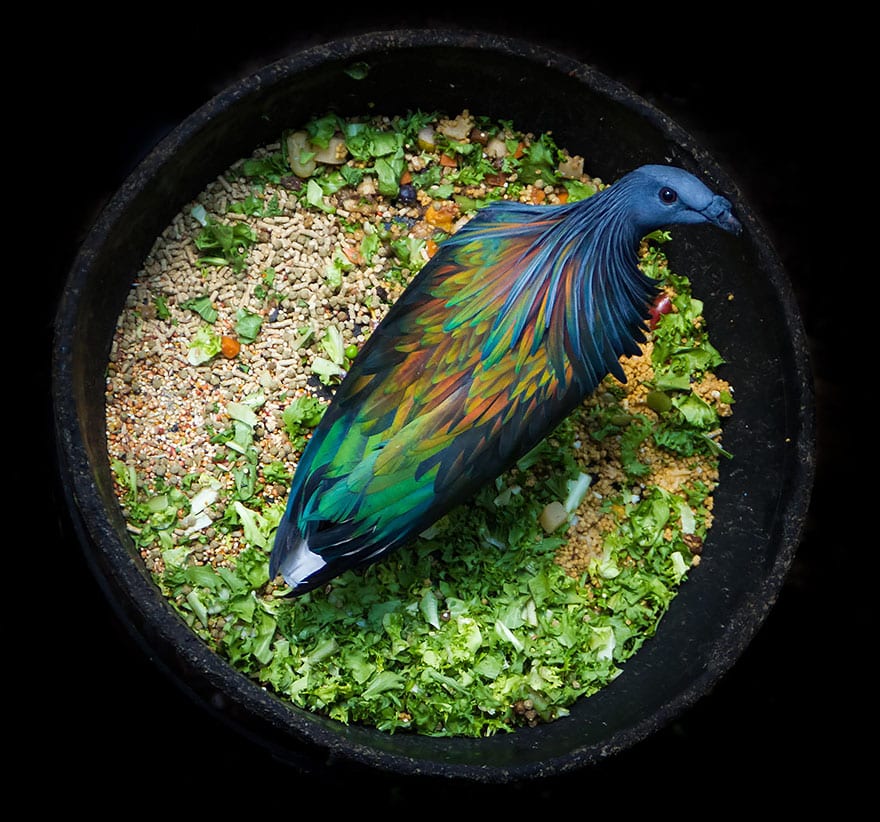 nicobar-pigeon-colorful-dodo-relative-32