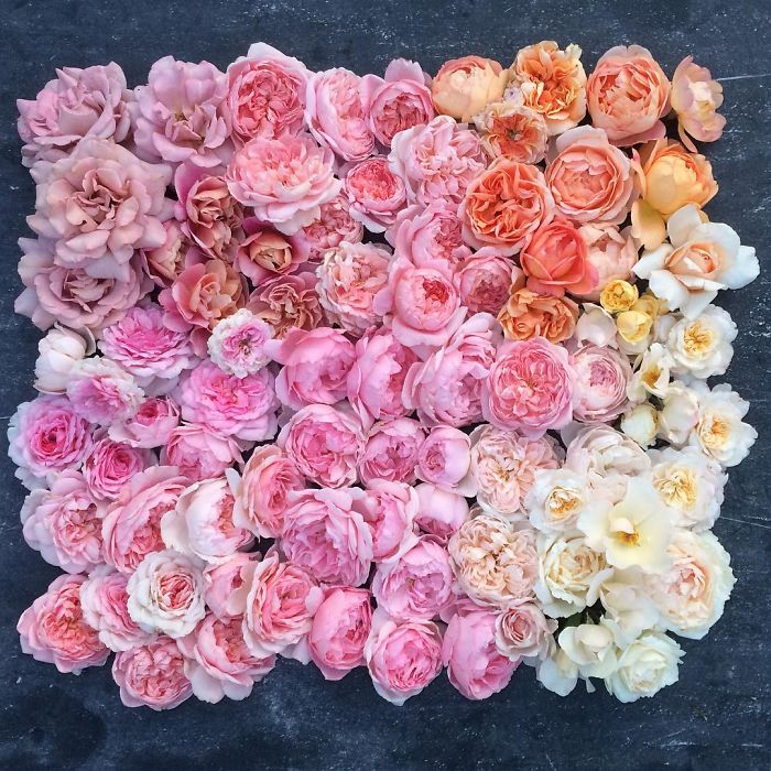 flower-farm-florist-instagram-floret-flower-erin-benzakein-1-57b4301daa4f4__700