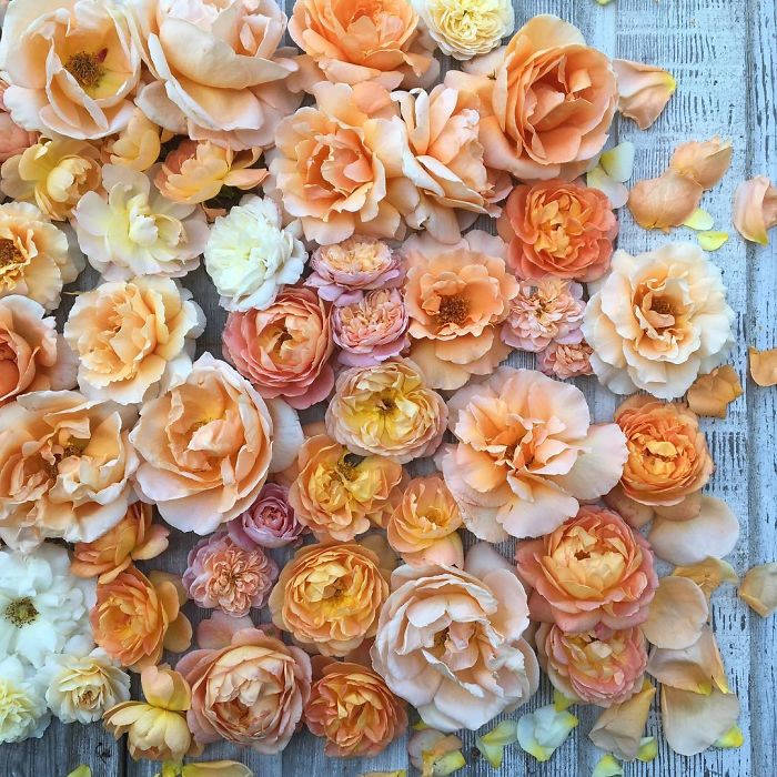 flower-farm-florist-instagram-floret-flower-erin-benzakein-21-57b4305c0c1cc__700