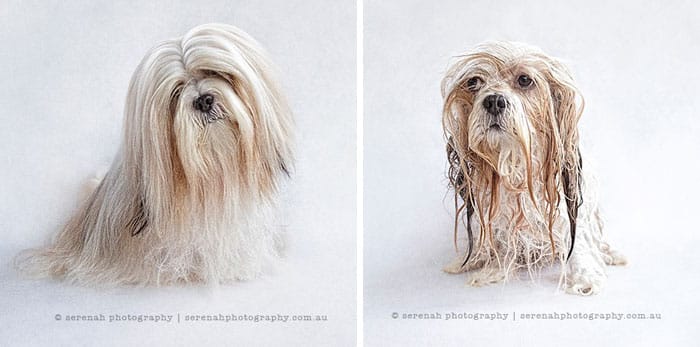 wet-dogs-before-after-bath-27-57a439a3a0129__700