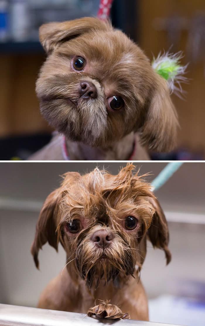 wet-dogs-before-after-bath-34-57a439b4a2ce2__700