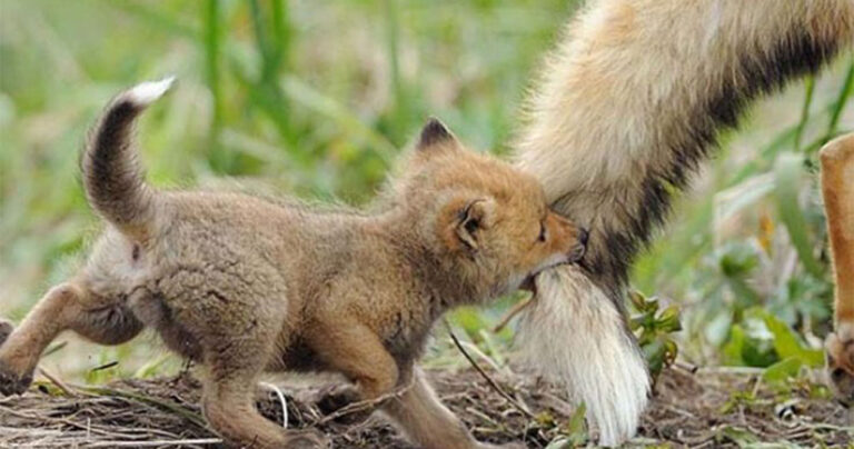 20 φωτογραφίες μωρών ζώων που θα σας κάνουν να λιώσετε