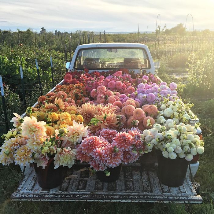 flower-farm-florist-instagram-floret-flower-erin-benzakein-20-57b43058d82cf__700-2