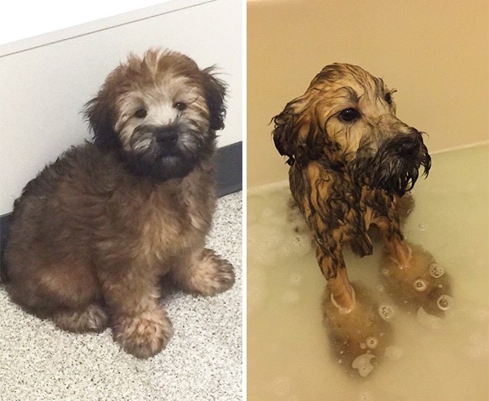 wet-dogs-before-after-bath-22-57a43995d0580__700