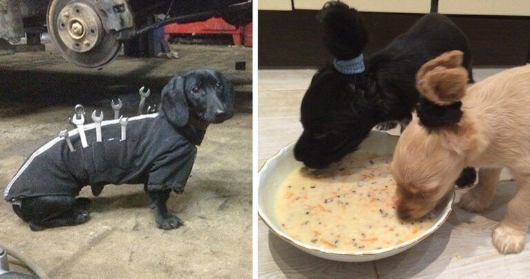 40+ δημιουργικοί ιδιοκτήτες σκύλων έκαναν απίστευτα πράγματα για τα κατοικίδιά τους