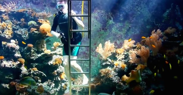 Elis-10000-Gallons-Reef-Aquarium