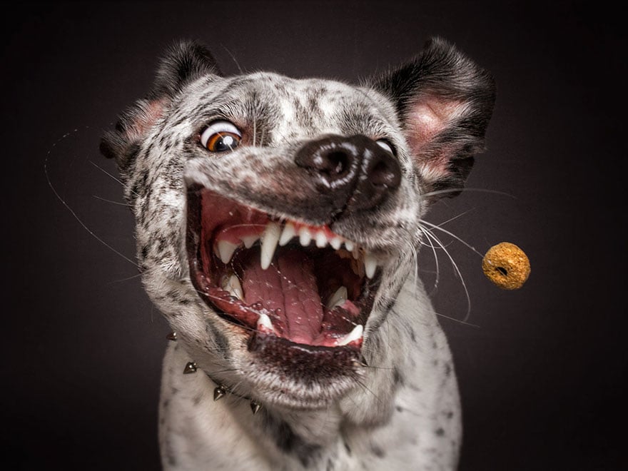 dogs-catching-treats-fotos-frei-schnauze-christian-vieler-7-57e8d0964e205__880